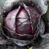 SAFLAX - BIO - Rotkohl - Red Drumhead - 250 Samen - Brassica oleracea Bild 5