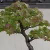 SAFLAX - Bonsai - Amerikanischer Amberbaum - 100 Samen - Liquidamber styraciflua Bild 3