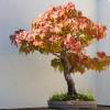 SAFLAX - Bonsai - Amerikanischer Amberbaum - 100 Samen - Liquidamber styraciflua Bild 4