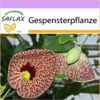 SAFLAX - Gespensterpflanze - 80 Samen - Aristolochia littoralis Bild 1
