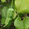 SAFLAX - Gespensterpflanze - 80 Samen - Aristolochia littoralis Bild 4