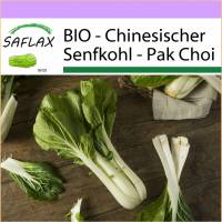 SAFLAX - BIO - Chinesischer Senfkohl - Pak Choi - 300 Samen - Brassica rapa Bild 1