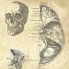 The Scull No. 2 - Patent-Style - Anatomie-Poster Bild 4