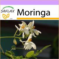 SAFLAX - Moringa - 10 Samen - Moringa oleifera Bild 1