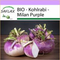 SAFLAX - BIO - Kohlrabi - Milan Purple - 600 Samen - Brassica rapa Bild 1