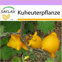 SAFLAX - Kuheuterpflanze - 10 Samen - Solanum mammosum Bild 1