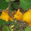 SAFLAX - Kuheuterpflanze - 10 Samen - Solanum mammosum Bild 3