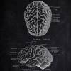 The Brain No. 2 - Patent-Style - Anatomie-Poster Bild 2