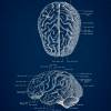 The Brain No. 2 - Patent-Style - Anatomie-Poster Bild 3