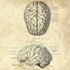 The Brain No. 2 - Patent-Style - Anatomie-Poster Bild 4