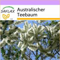 SAFLAX - Australischer Teebaum - 400 Samen - Melaleuca alternifolia Bild 1