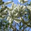 SAFLAX - Australischer Teebaum - 400 Samen - Melaleuca alternifolia Bild 3