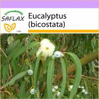 SAFLAX - Eucalyptus (bicostata) - 100 Samen - Eucalyptus globulus Bild 1