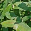 SAFLAX - Eucalyptus (bicostata) - 100 Samen - Eucalyptus globulus Bild 3
