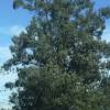 SAFLAX - Eucalyptus (bicostata) - 100 Samen - Eucalyptus globulus Bild 6