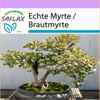 SAFLAX - Bonsai - Echte Myrte / Brautmyrte - 30 Samen - Myrtus communis Bild 1