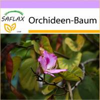 SAFLAX - Orchideen-Baum - 8 Samen - Bauhinia variegata Bild 1