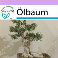 SAFLAX - Bonsai - Ölbaum - 20 Samen - Olea europea Bild 1