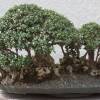 SAFLAX - Bonsai - Ölbaum - 20 Samen - Olea europea Bild 3