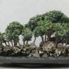 SAFLAX - Bonsai - Ölbaum - 20 Samen - Olea europea Bild 4