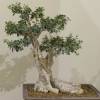 SAFLAX - Bonsai - Ölbaum - 20 Samen - Olea europea Bild 5