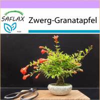 SAFLAX - Bonsai - Zwerg-Granatapfel - 50 Samen - Punica granatum nana Bild 1