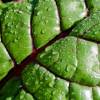 SAFLAX - BIO - Mangold - Rhubarb - 50 Samen - Beta vulgaris Bild 6