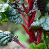 SAFLAX - BIO - Mangold - Rhubarb - 50 Samen - Beta vulgaris Bild 9