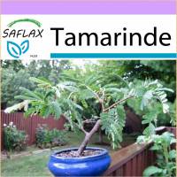 SAFLAX - Bonsai - Tamarinde - 4 Samen - Tamarindus indica Bild 1