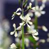 SAFLAX - BIO - Wilder Ruccola - 1500 Samen - Diplotaxis tenuifolia Bild 5