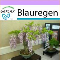 SAFLAX - Bonsai - Blauregen  - 4 Samen - Wisteria sinensis Bild 1