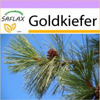 SAFLAX - Goldkiefer - 20 Samen - Pinus ponderosa Bild 1