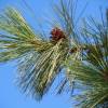 SAFLAX - Goldkiefer - 20 Samen - Pinus ponderosa Bild 3