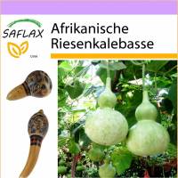 SAFLAX - Afrikanische Riesenkalebasse - 15 Samen - Lagenaria siceraria Bild 1