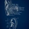 The Ear No. 2 - Patent-Style - Anatomie-Poster Bild 3