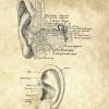 The Ear No. 2 - Patent-Style - Anatomie-Poster Bild 4