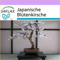 SAFLAX - Bonsai - Japanische Blütenkirsche - 30 Samen - Prunus serulata Bild 1