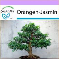 SAFLAX - Bonsai - Orangen-Jasmin - 12 Samen - Murraya paniculata Bild 1