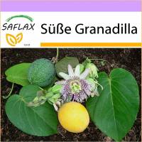 SAFLAX - Süße Granadilla - 20 Samen - Passiflora ligularis Bild 1