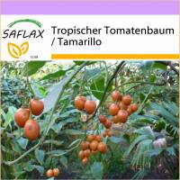 SAFLAX - Tropischer Tomatenbaum / Tamarillo - 50 Samen - Cyphomandra betacea Bild 1