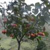SAFLAX - Tropischer Tomatenbaum / Tamarillo - 50 Samen - Cyphomandra betacea Bild 3