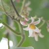 SAFLAX - Tropischer Tomatenbaum / Tamarillo - 50 Samen - Cyphomandra betacea Bild 4