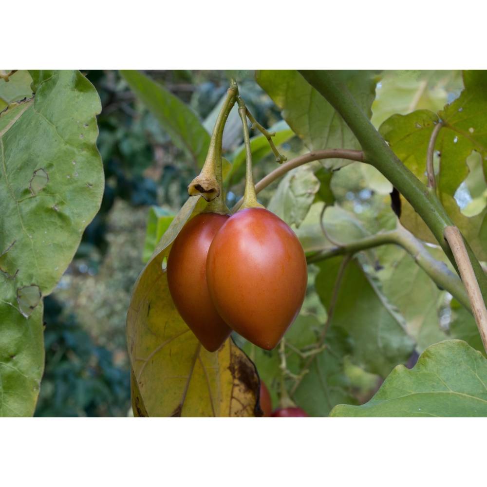 50 x Samen gelbe Tamarillo Tomatenbaum Solanum betaceum Tomaten quality selten 