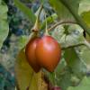 SAFLAX - Tropischer Tomatenbaum / Tamarillo - 50 Samen - Cyphomandra betacea Bild 5
