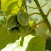 SAFLAX - Tropischer Tomatenbaum / Tamarillo - 50 Samen - Cyphomandra betacea Bild 6