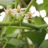 SAFLAX - Tropischer Tomatenbaum / Tamarillo - 50 Samen - Cyphomandra betacea Bild 7