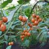 SAFLAX - Tropischer Tomatenbaum / Tamarillo - 50 Samen - Cyphomandra betacea Bild 8