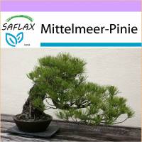 SAFLAX - Bonsai - Mittelmeer-Pinie - 6 Samen - Pinus pinea Bild 1