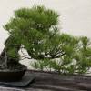 SAFLAX - Bonsai - Mittelmeer-Pinie - 6 Samen - Pinus pinea Bild 3