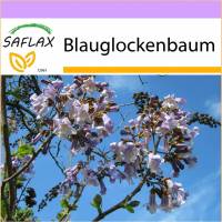 SAFLAX - Blauglockenbaum - 200 Samen - Paulownia tomentosa Bild 1